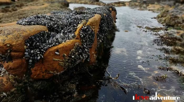 Foraging Seaweed and Molluscs, Scarborough